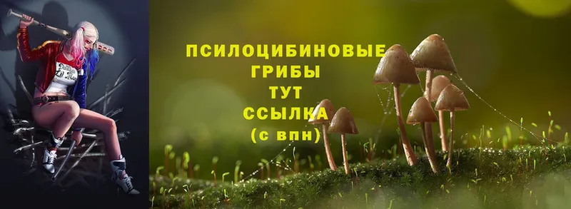 дарнет шоп  Джанкой  Псилоцибиновые грибы Psilocybine cubensis 